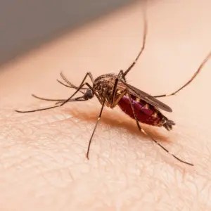 nightfamai3 large mosquito on skin with large abdomen filled wi 4ec34b55 c45a 458d be22 402101bccc51