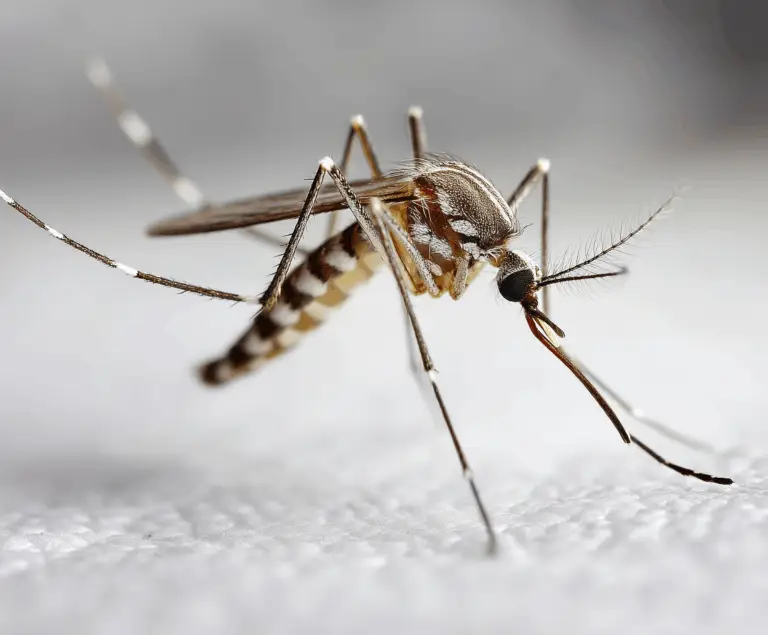 donaleen a close up of a mosquito with extended proboscis on wh 9e4a621d 6f90 4553 9704 edc0f778d777
